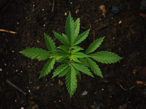 Commercializzazione della “cannabis light” e consumo ricreativo